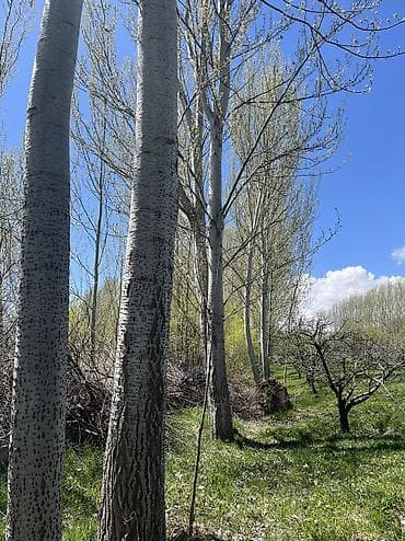 продаю недвижимость: Продаётся дом 4х комн с большим яблоневым садом 1гектар. Сад окружён — 9