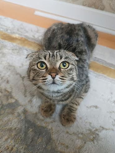 манчкин кошки: Вязка: ищу кота для вязки с вислоухой кошкой. 11 месяцев. полностью — 4