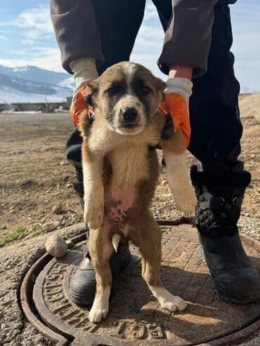 акустические системы ugreen колонка в виде собак: Кучуктор сатылат Кыргыз доботтун кучуктору сатылат Ысс-Кол областы — 5