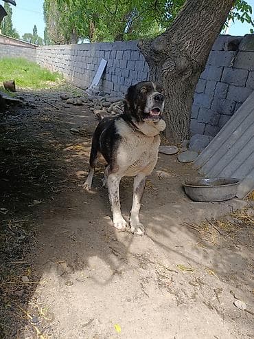 сеамская кошка: Собака даром: Алабай, 3 года, Самец, С прививкой — 7