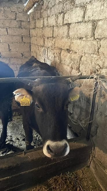 сосиска собака: Продаю | Тёлка | На откорм | Нетель — 4