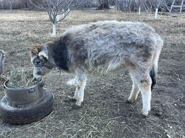 Кемирүүчүлөр: Сатам | Уй (ургаачы), Кунаажын, Музоо | Бордоп семиртүү үчүн, Союуга, Көбөйтүү үчүн — 2