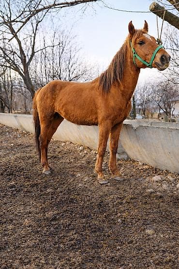 Продаю | Жеребец | Рабочий