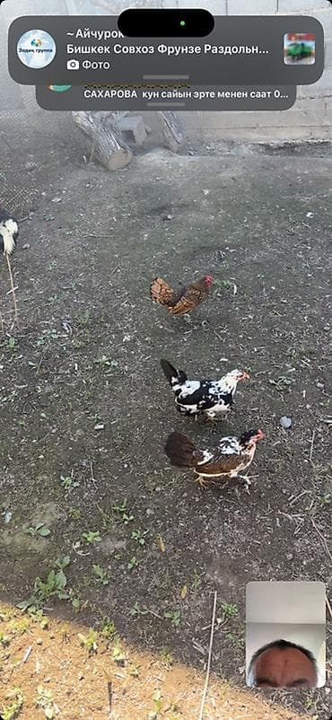 яйца куриные: Продаю | Куры | Леггорн | Несушки — 7