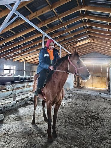 жорго жылкы: Сатам | Жылкы (эркек) | Аргын | Ат спорту — 6