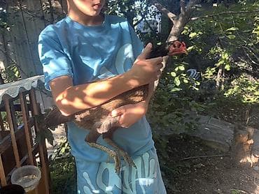 цетка для кур: Продаю | Куры | Бойцовая | Для разведения, Несушки — 5