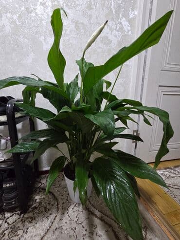 аквариум с рыбой: Бегония клубневая в горшке - Пышный куст с крупными махровыми — 18