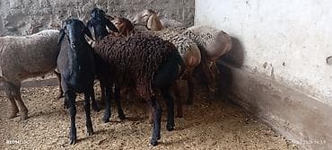 туретский кангал: Продаю | Баран (самец) | Для разведения | Племенные — 5