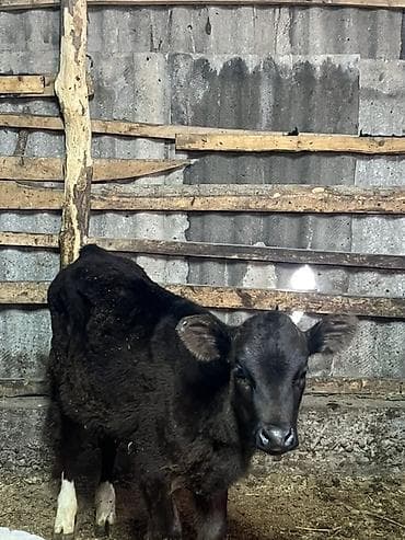 животные собаки: Продаю | Музоо, торпок | На откорм | Привязанные — 1