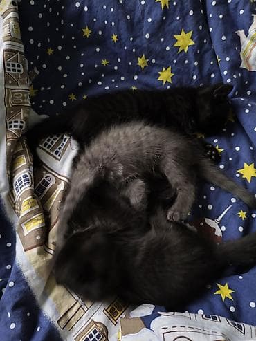 рыжая: Котята, помет из нескольких малышей. Окрас: два черных и один серый — 2