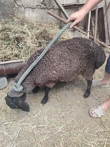 Продам с/х животных: Продаю | Овца (самка) | На забой | Племенные — 2