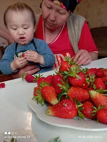 Дом и сад: Сорт Азия принимаю заказы на рассаду — 6