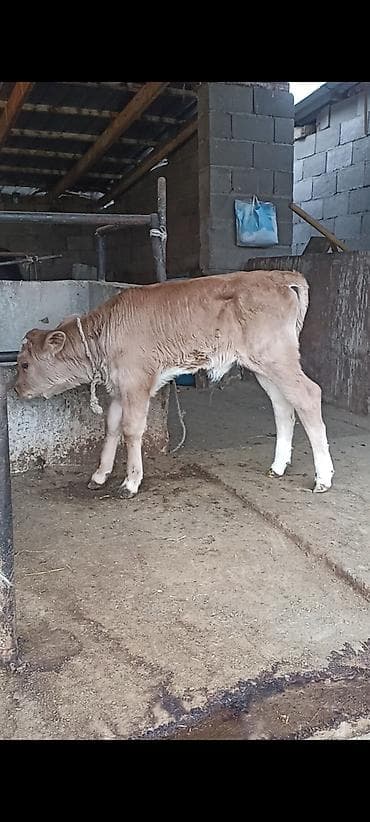 быки лимузин: Продаю | Бык (самец) | Симментальская | Для молока — 1