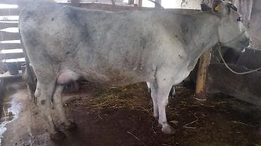 быки бука: Продаю | Корова (самка) | Для молока | После отела — 6
