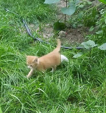 Отдам даром кошку: Котёнок тигрового окраса - Полосатый короткошёрстный котёнок с — 4