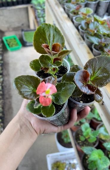 каракол вещи: Семена цветка — 2