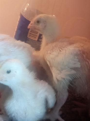 гуси мамуты купить: Продаю | Цыплята | Бройлерная | На забой — 2