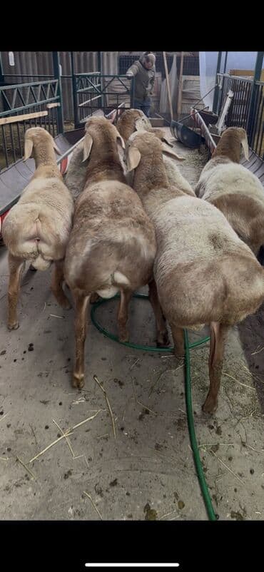 кролики гигант: Продаю | Ягненок, Баран (самец) | Арашан | Для разведения | Племенные — 6