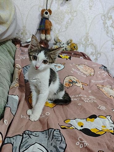 манчкин котенок: 3 месяца, Девочка, Приучена к лотку, Проглистована, С прививками — 6