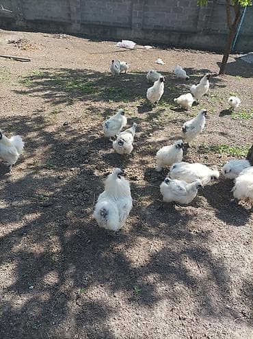 Сатам | Тооктор | Союуга, Көбөйтүү үчүн — 1