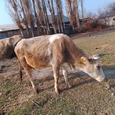 дойных коровы: Продаю | Корова (самка) | Полукровка | Для молока | Привязанные — 5