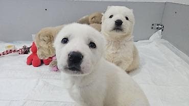 Вязка собак: Щенки, помет из нескольких малышей. Возраст по фото — совсем юные — 10