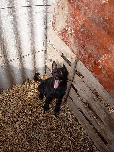 Щенок, черный окрас, стоячие уши, длинный хвост. Активный, любопытный