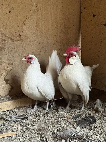 Иттер: Сатам | Тооктор, Короздор — 4