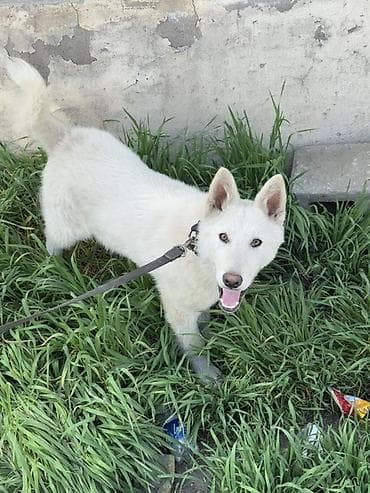 продажа собак хаски: Лайка, 4 месяца, Самец, С прививкой — 3