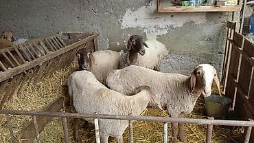 индюк тушка: Продаю | Овца (самка) | Полукровка | На забой, Для разведения | Матка, Ярка — 4