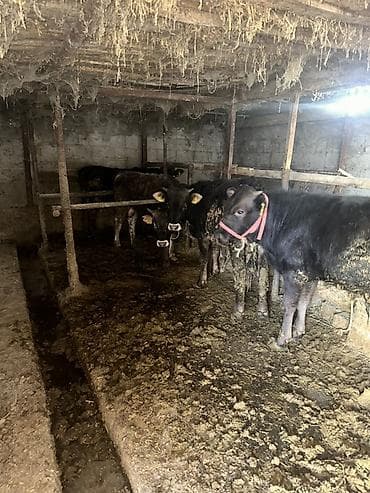 Продаю | Бык (самец) | Полукровка | На откорм | Привязанные