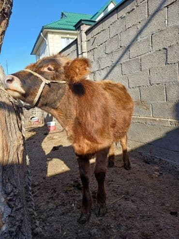 дойных коров: Продаю | Музоо, торпок | На откорм | Привязанные — 8
