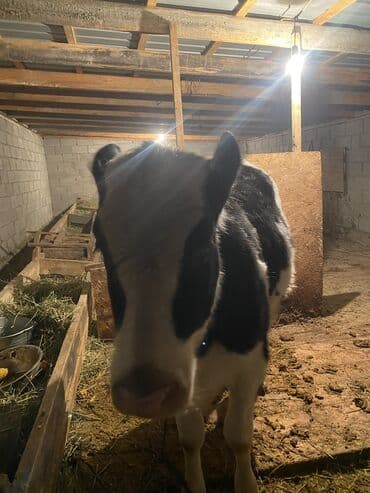 резиновые маты для крс цена в бишкеке: Продаю | Музоо, торпок | Голштин | Для разведения, Для молока | Искусственник — 2