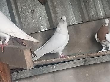 попугай разговаривающий: Продам крупного самца играет столб 2/3 раза бьет, лет тоже хороший — 2