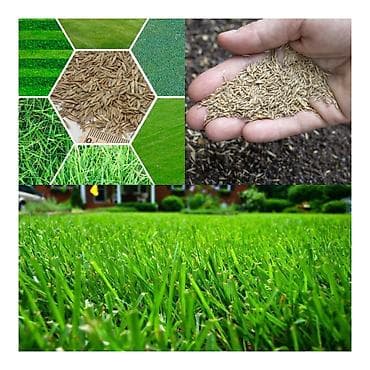 газон рулонный: Газонная трава – семена для создания плотного изумрудного газона - — 1