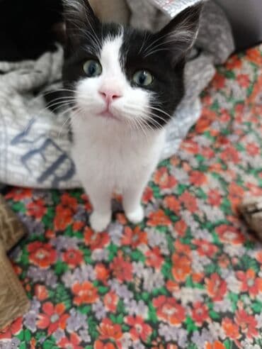 Грызуны: 🐾 Очаровательные котята ищут добрые руки! Наша кошка снова стала — 4