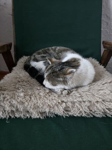 кошки в караколе: 7 месяцев, Мальчик, Кастрирована, Приучена к лотку, Проглистована — 7