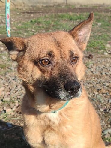 отдам собаку в хорошие руки: Ищем дом хорошему кобелю. Привезём сами — 2