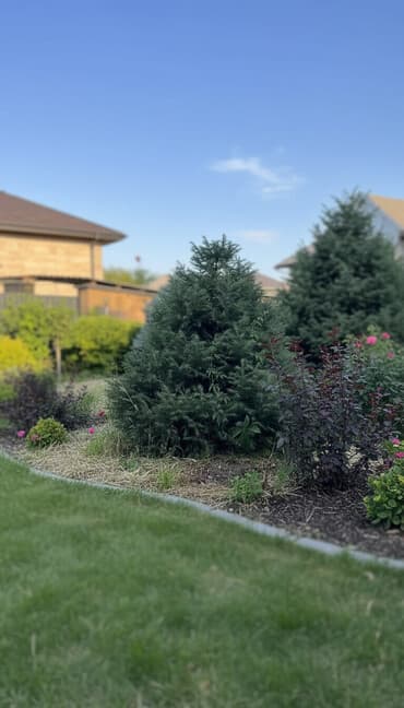 туи продажа: Ели 
Голубые ели — 1