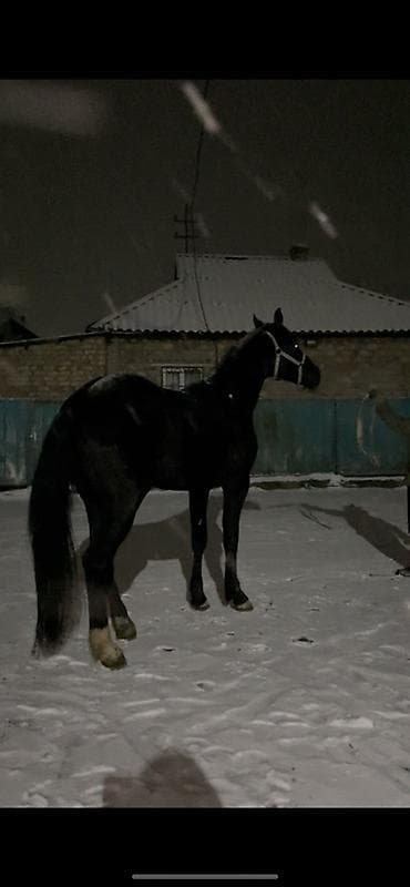 живой паук: Продаю | Конь (самец) | Конный спорт | Племенные — 3