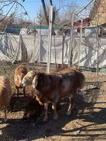 продажа кормов для сельскохозяйственных животных: Продаю | Баран (самец) | Эдильбаевская | Для разведения — 4