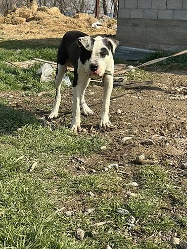 Ит кууту: Ит бекер берилет: Питбуль, 11 айлык, Эркек, Эмделген — 1