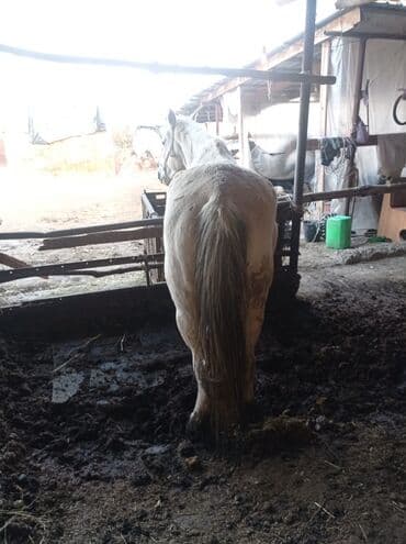 Трансформатор майы: Сатам | Бээ (ургаачы) | Кара Жорго | Көбөйтүү үчүн | Мерин — 4