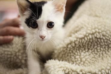 черепаховая кошка: Кошка даром: Экзотическая, 2 месяца, Девочка, Приучена к лотку — 2