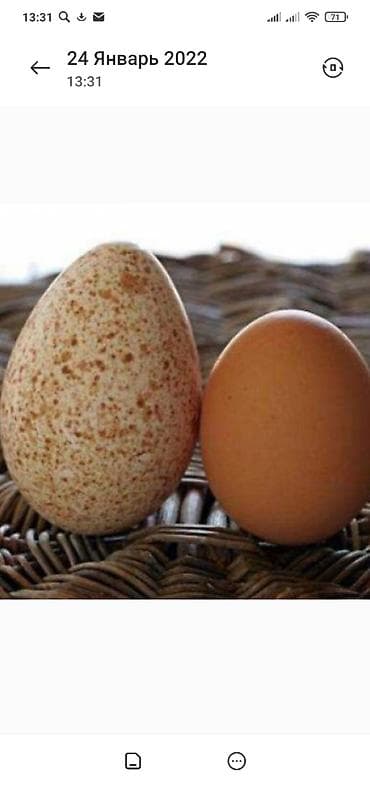 Куплю!!!! Инкубационное яйцо домашней птицы на постоянной основе