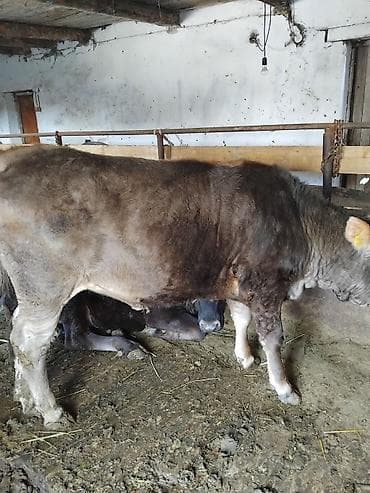 голова корова: Продаю | Бык (самец) | На откорм | Привязанные — 3