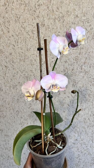 Кашпо для орхидей по 200 сом Удобрение для орхидей 250 сом Орхидея at lalafo.kg Кашпо для орхидей по 200 сом Удобрение для орхидей 250 сом Орхидея