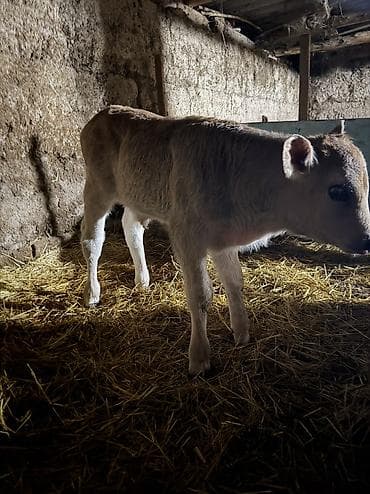 дойные корова: Продаю | Корова (самка) | Полукровка | Для молока | Привязанные — 2