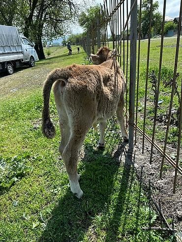 ангус купить: Продаю | Бык (самец), Музоо, торпок | На откорм — 5