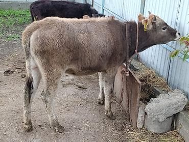 хаски цена: Продаю | Тёлка, Музоо, торпок | Для разведения — 10